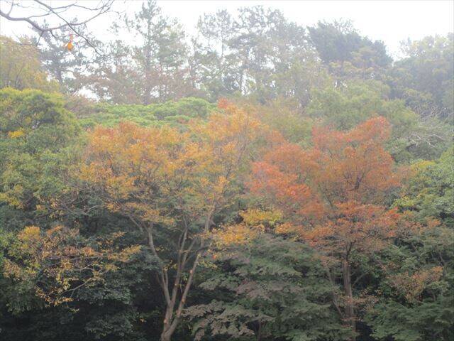秋の花・紅葉の写真