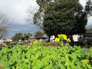2020年初日の出の時刻は6時50分頃