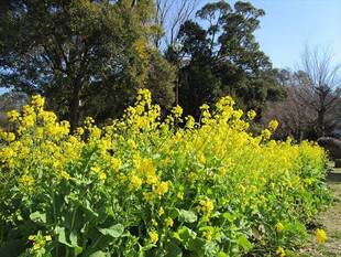 菜の花満開＼(^o^)／