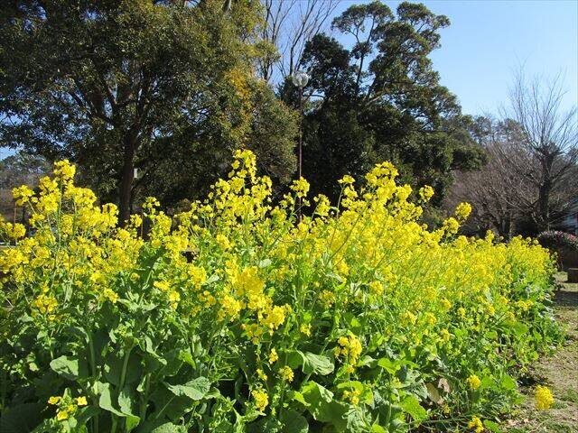 菜の花満開\(^o^)/の写真