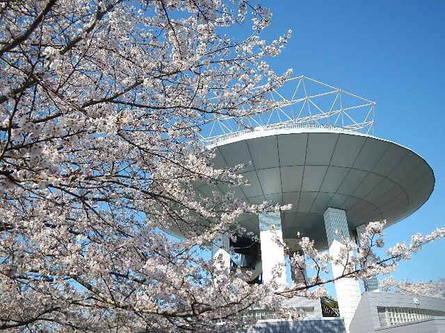 【野島公園】3月2日よりサクラの開花情報はじめます!の写真