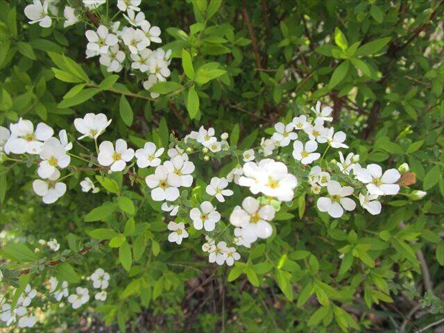 ユキヤナギが咲いていますの写真
