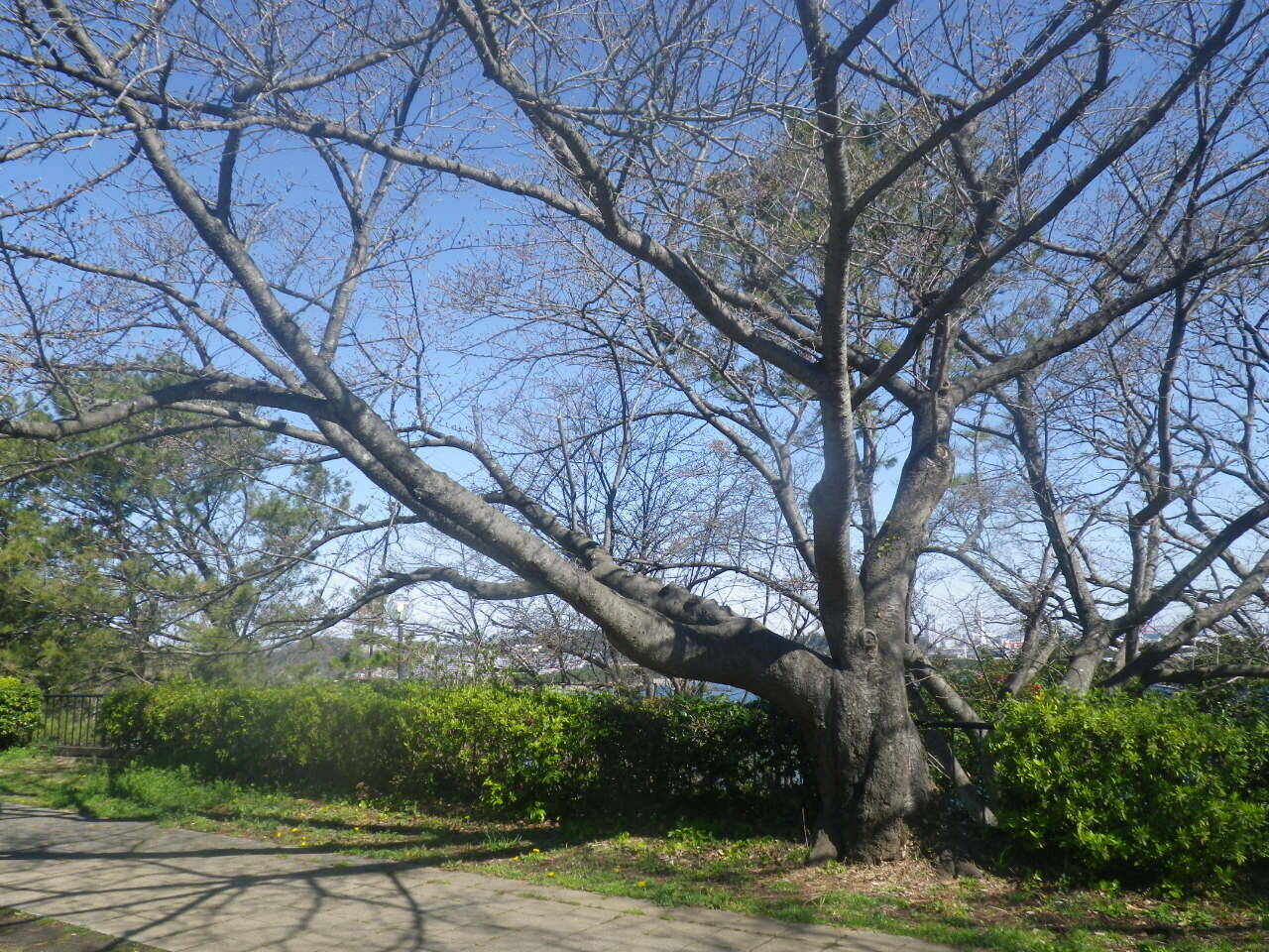 【野島公園】桜開花情報2020（3月20日）の写真