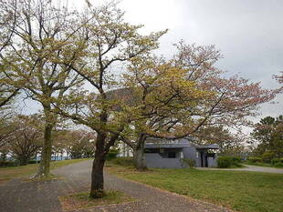 【野島公園】桜開花情報2020（4月10日）