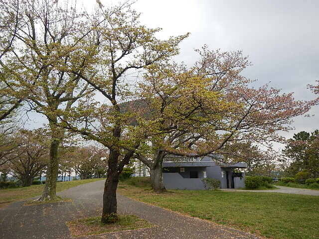 【野島公園】桜開花情報2020(4月10日)の写真