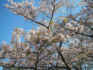 【野島公園】桜開花情報2020（4月6日）