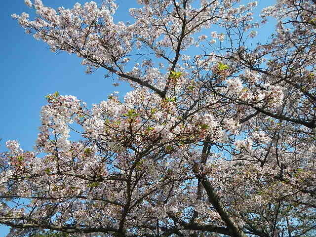 【野島公園】桜開花情報2020(4月6日)の写真
