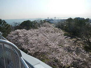 【野島公園】桜開花情報2020（4月3日）