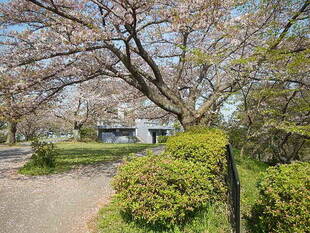  【野島公園】桜開花情報2020（4月8日）
