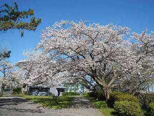 【野島公園】桜開花情報2020（4月2日）
