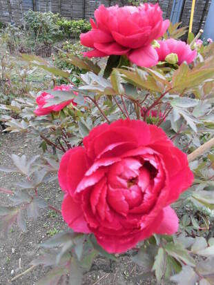 牡丹日記　其の二