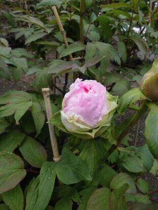 牡丹日記　其の三
