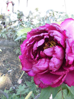 牡丹日記　其の六