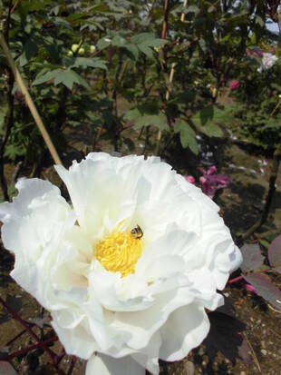 牡丹日記　其の七