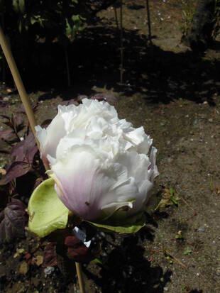 牡丹日記　其の四