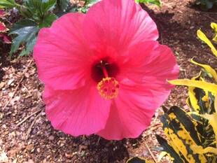 海岸花壇の夏の花