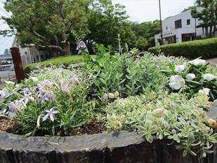 夏花のプランター