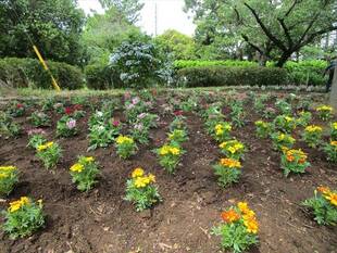 「のじま花の会」花苗の植付け