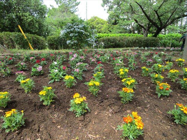 「のじま花の会」花苗の植付けの写真