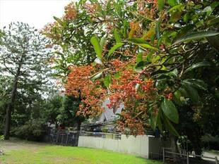 サンゴジュの実