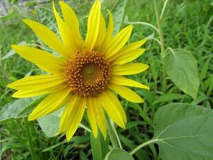 ヒマワリ、サルスベリ、ヤマトシジミ