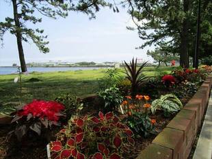 カンナ、ギボウシ