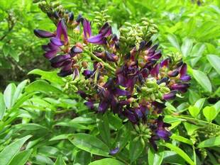 ムラサキナツフジが咲いています。