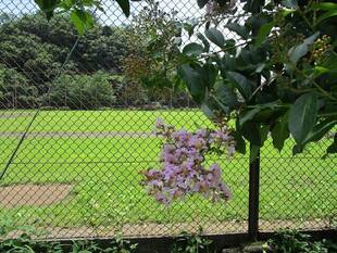 サルスベリの花が咲き始めました