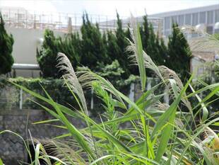 少しだけ秋の気配