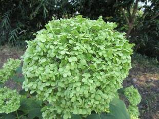 グリーンアナベル