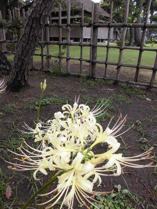 牡丹園の彼岸花
