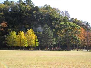 3本のイチョウの木