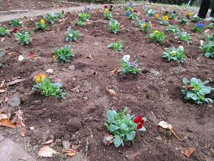 ボランティアのみなさまによる秋の花植え