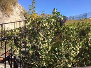 銀木犀(ぎんもくせい)