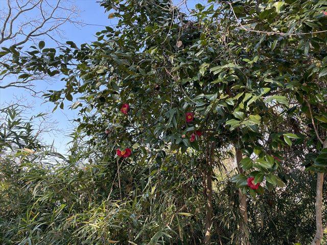 藪椿(ヤブツバキ)の写真