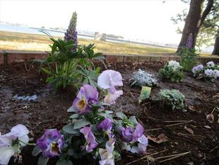 海岸花壇はピンクと紫