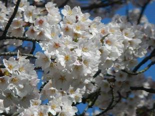 【野島公園】サクラ開花情報2021（予告）