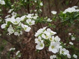 ユキヤナギが咲き始めました