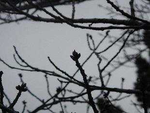 【野島公園】サクラ開花情報2021(3月8日)