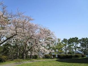 【 野島公園】サクラ開花情報2021(3月26日)満開