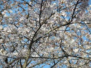 【 野島公園】サクラ開花情報2021(3月24日)五分咲き