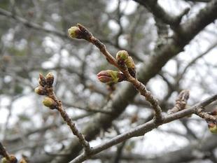【野島公園】サクラ開花情報2021(3月12日)