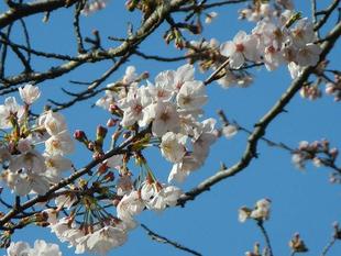 【 野島公園】サクラ開花情報2021(3月23日)