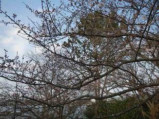 【 野島公園】サクラ開花情報2021(3月19日)