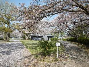 【 野島公園】サクラ開花情報2021(3月31日)散りはじめ