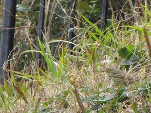 キジバト＆たぶんビンズイ