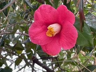 野島山の藪椿が見ごろです。