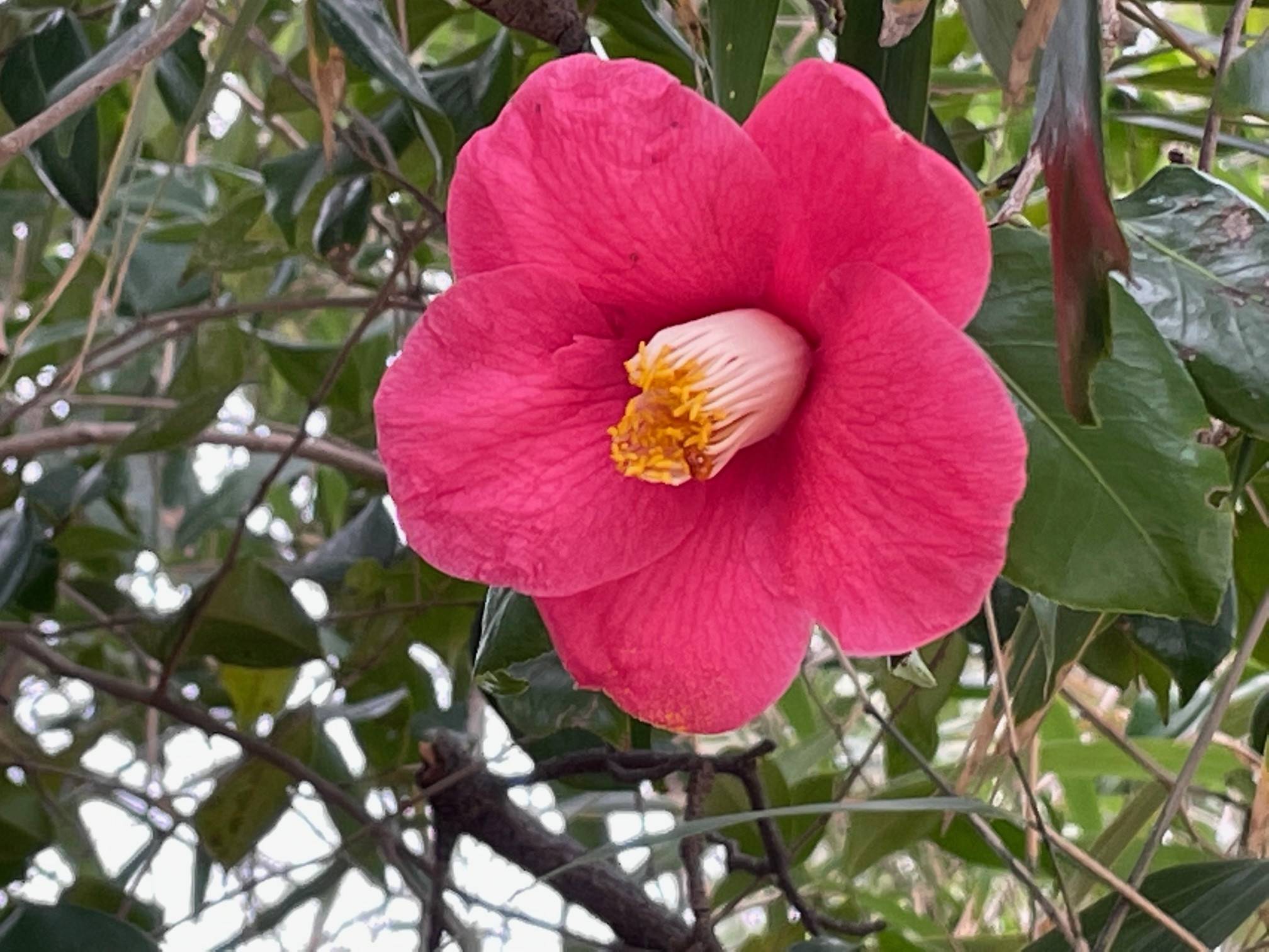 野島山の藪椿が見ごろです。の写真