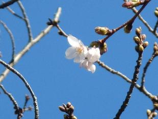 野島公園】サクラ開花情報2021(3月15日)