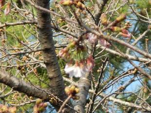 【 野島公園】サクラ開花情報2021(3月16日)